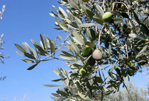 XYLELLA, MERCURI, CONDANNA ITALIA DA PARTE CORTE GIUSTIZIA EUROPEA FRUTTO DI RITARDI E DISINFORMAZIONE